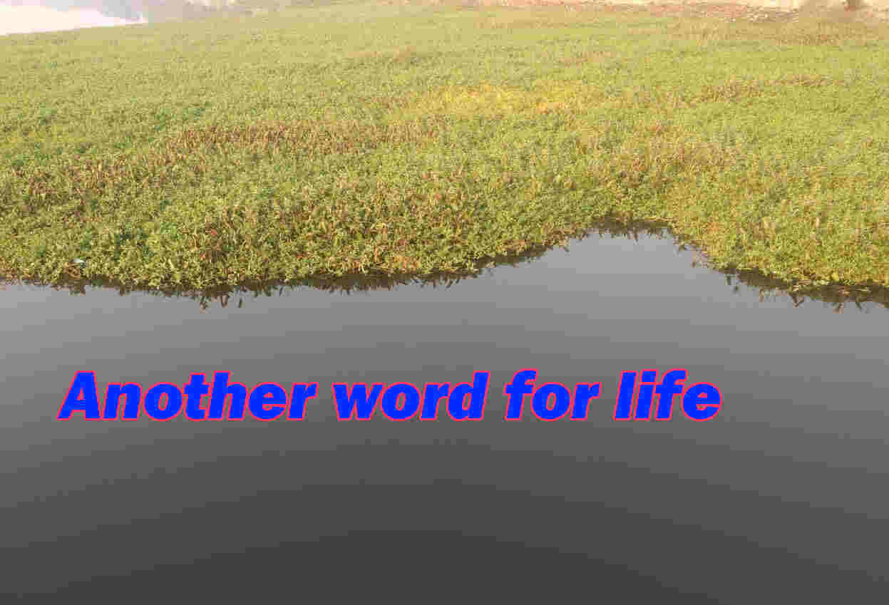 create-another-word-for-life-in-this-change-for-life-another-word-for-life